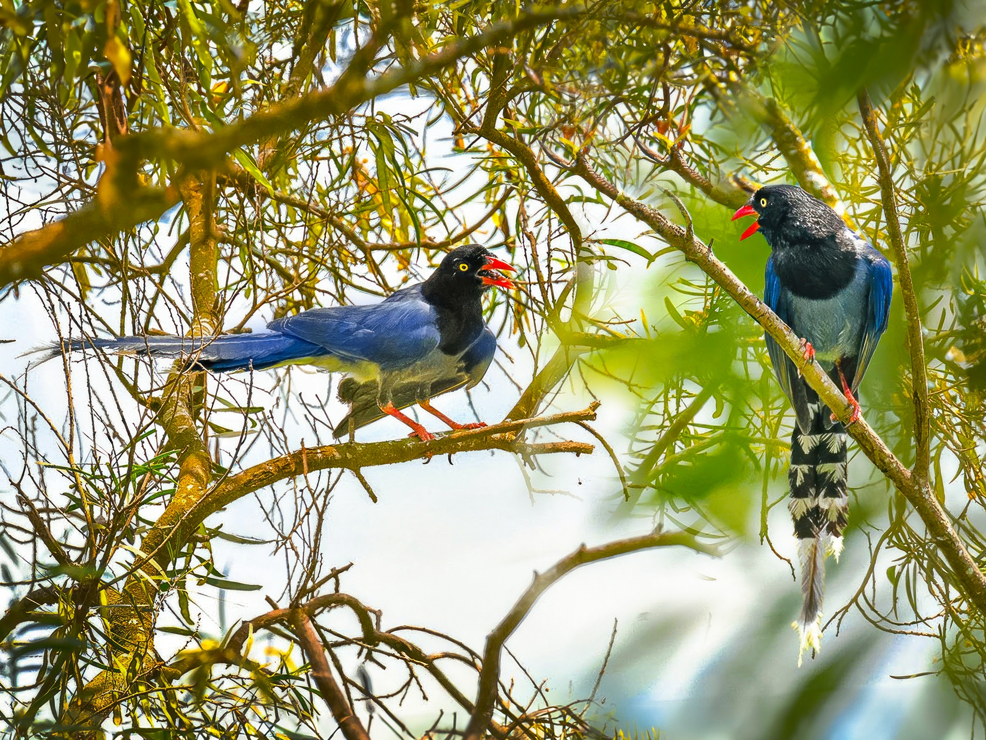 3月- 入選-吳(糸秀)華 -爭論不休